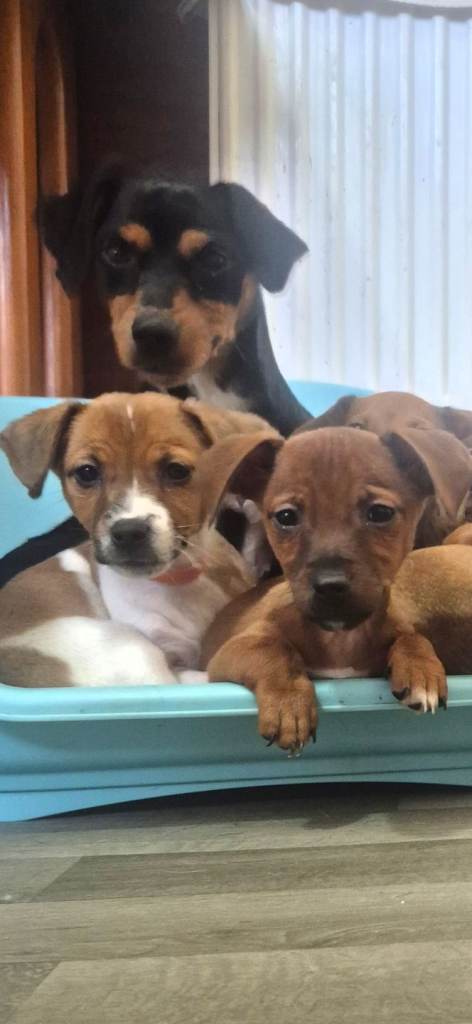 Miniature jack Russell's 