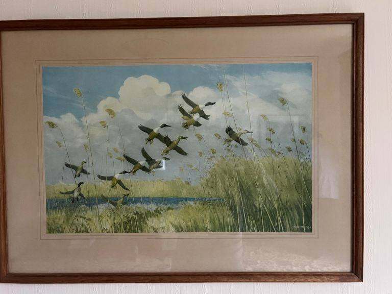 Peter Scott ‘Taking to Wing’ vintage colour print