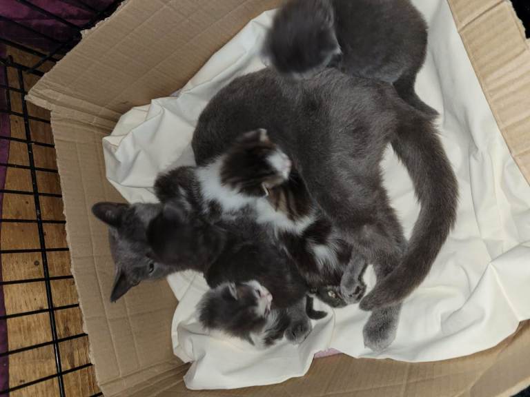 Ragdoll maincoon x Blue Russian kittens for sale £350