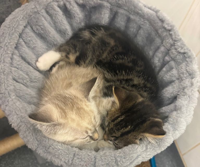 kittens for sale