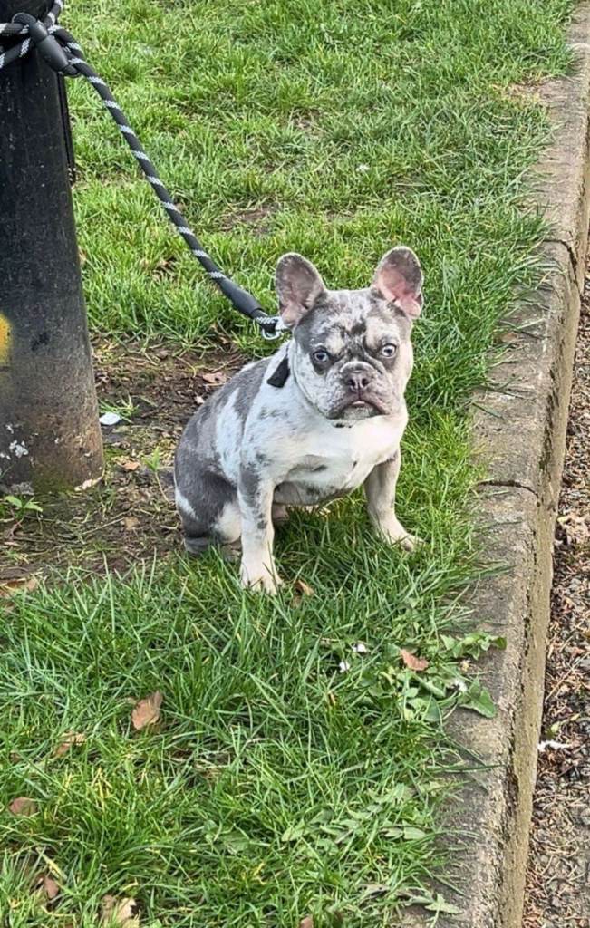 blue merle french bulldog