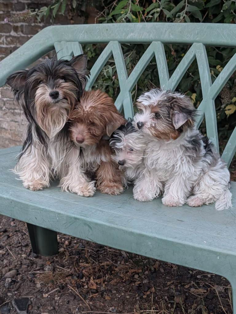 Unique Colourful Biewer-Yorkshire Terriers