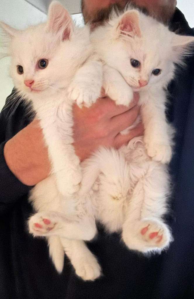 Beautiful friendly kittens!