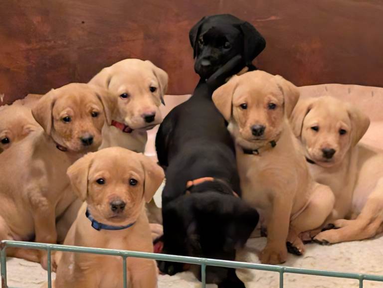 KC registered Labrador pups