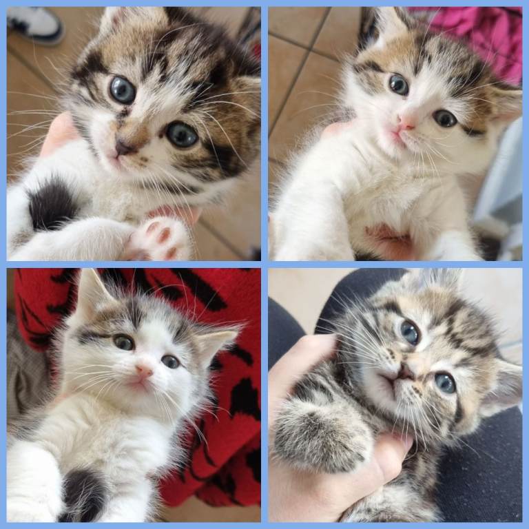 Nearly 8 weeks kittens
