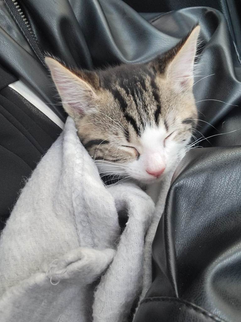10 week kittens for sale 