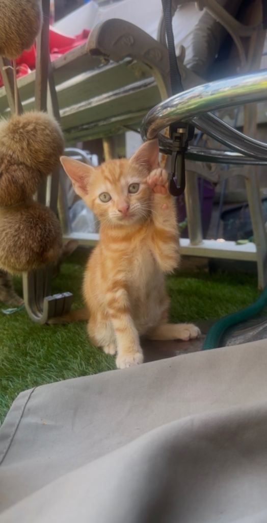3 boy kittens for sale 