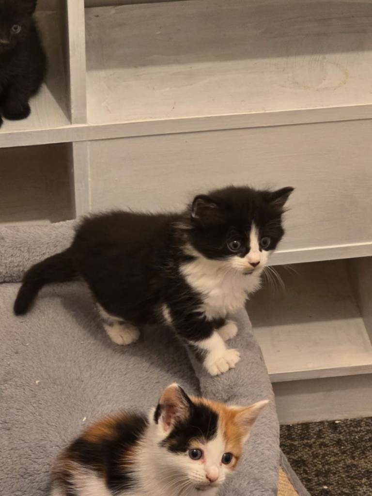 Kittens 