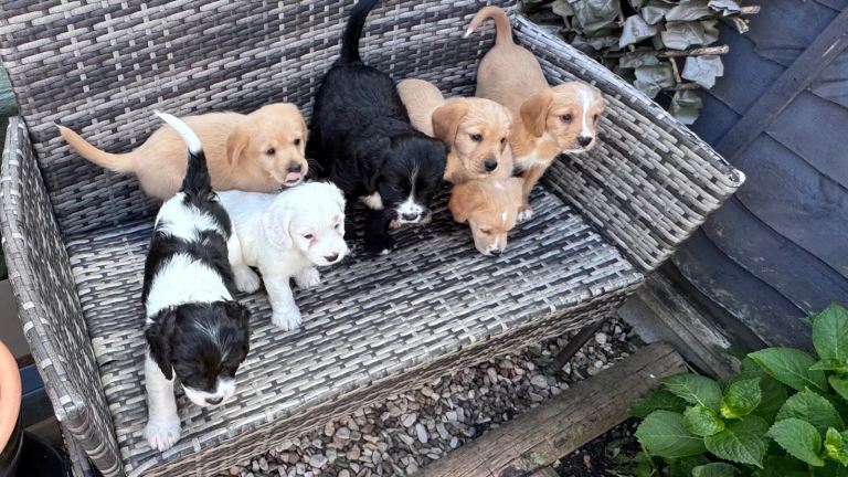 7 gorgeous cockalier/springer puppies for sale 
