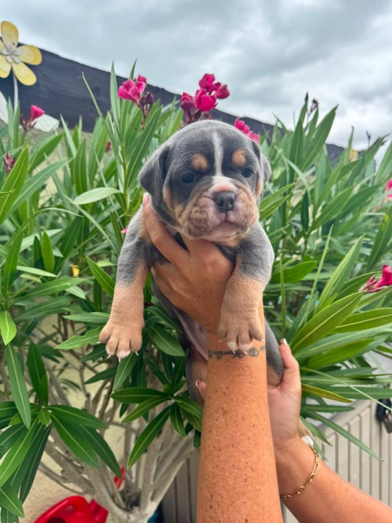 Olde English Bulldogge Puppies Available – Beautiful Colours & Fluffy Gene