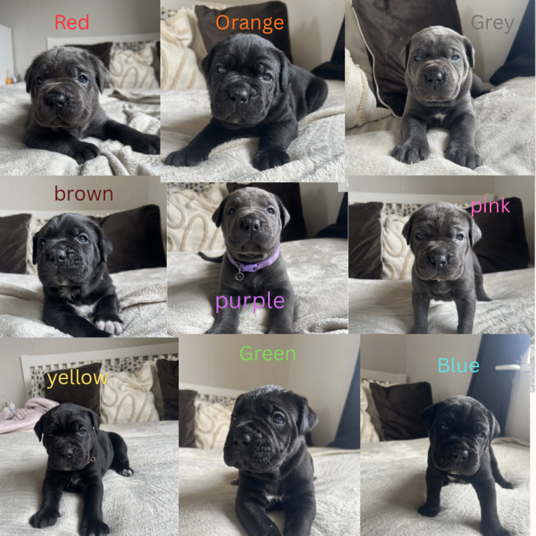 Chunky cane corso pups ready for forever home