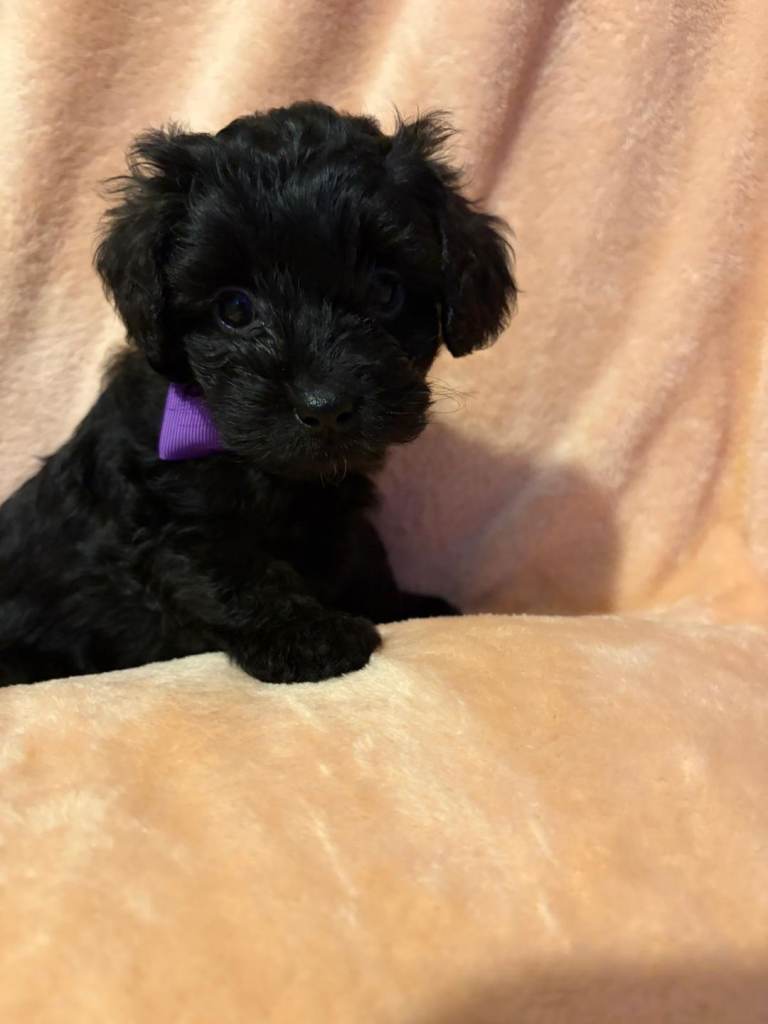 💕 Gorgeous F1B Shihpoo Puppies — Just One Beautiful Girl Left! 💕