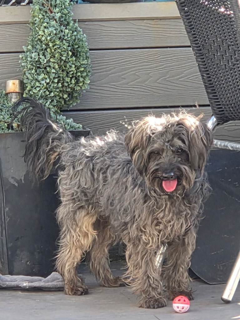 For Adoption Yorkipoo Male Romeo