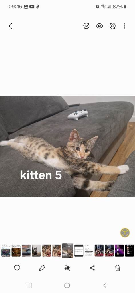 Kittens, super affectionate girls