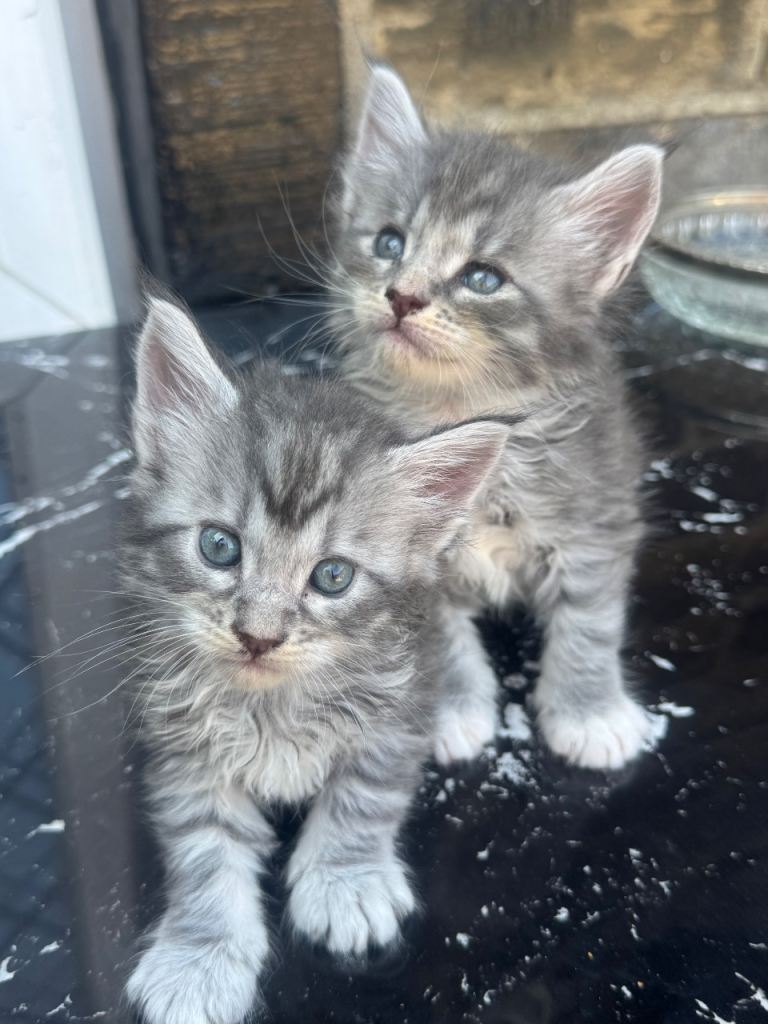 Full pedigree Maine Coon Kittens 