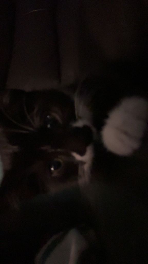 kitten for sale