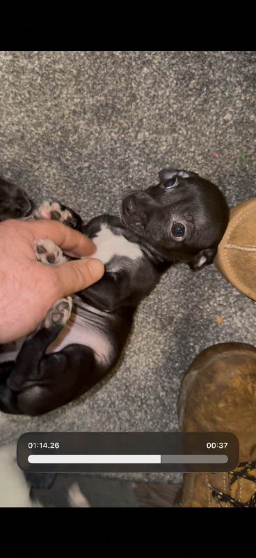 Miniature Chihuahua poppy