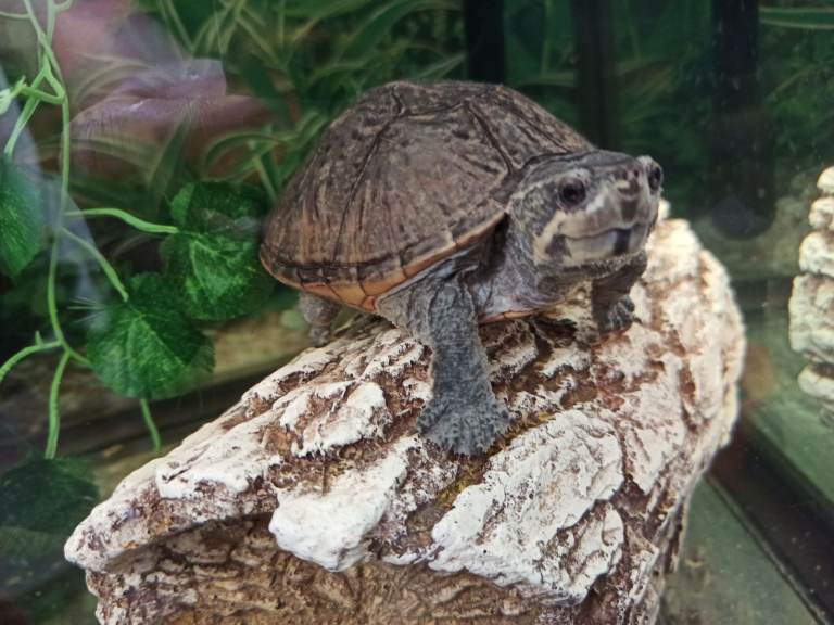 Tropical fishes cichlids