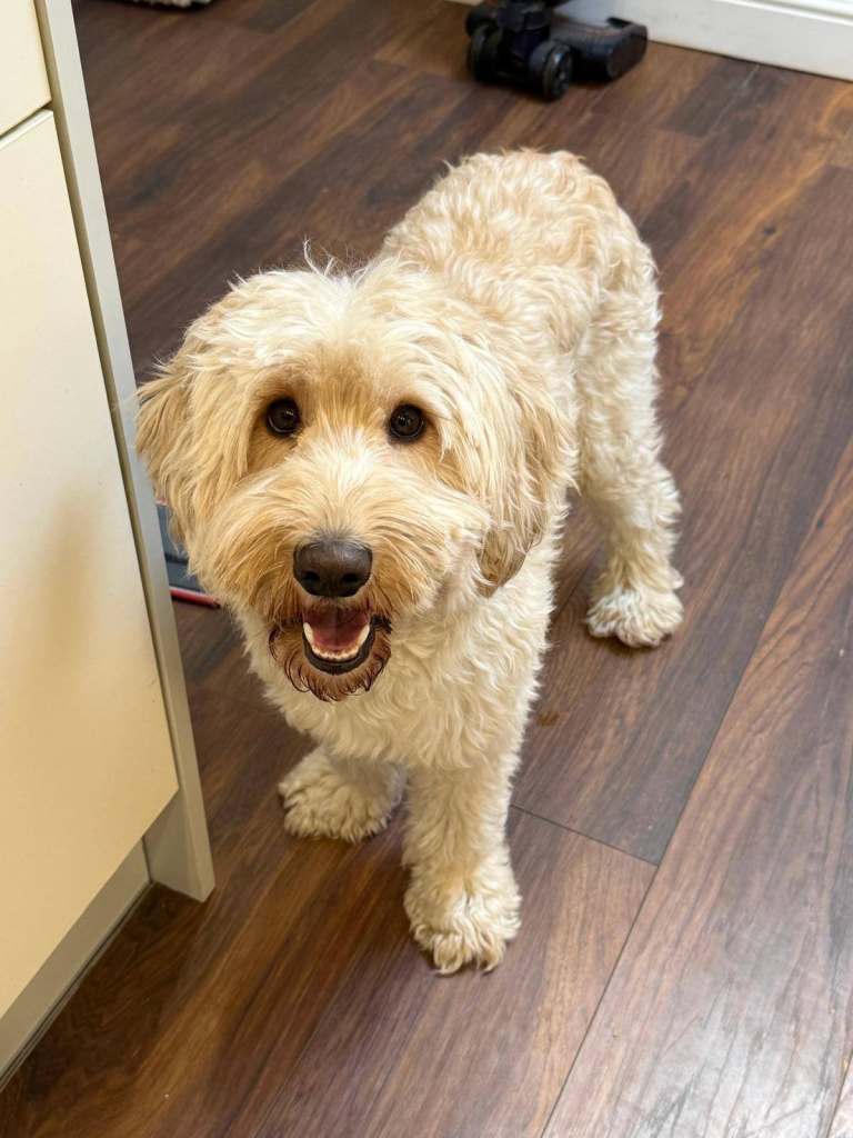 2 Year Old Male Cockapoo Looking for a Loving Home