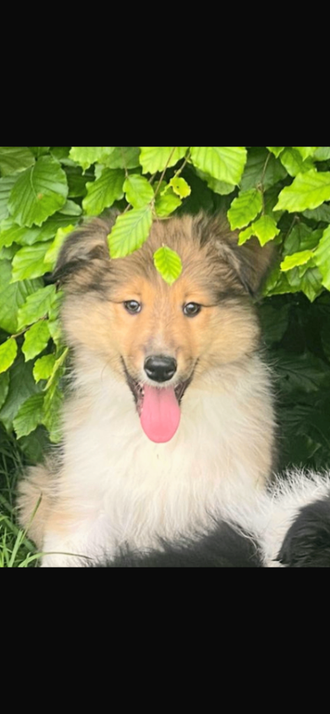 Rough lassie/border collie mixed pups for sale 