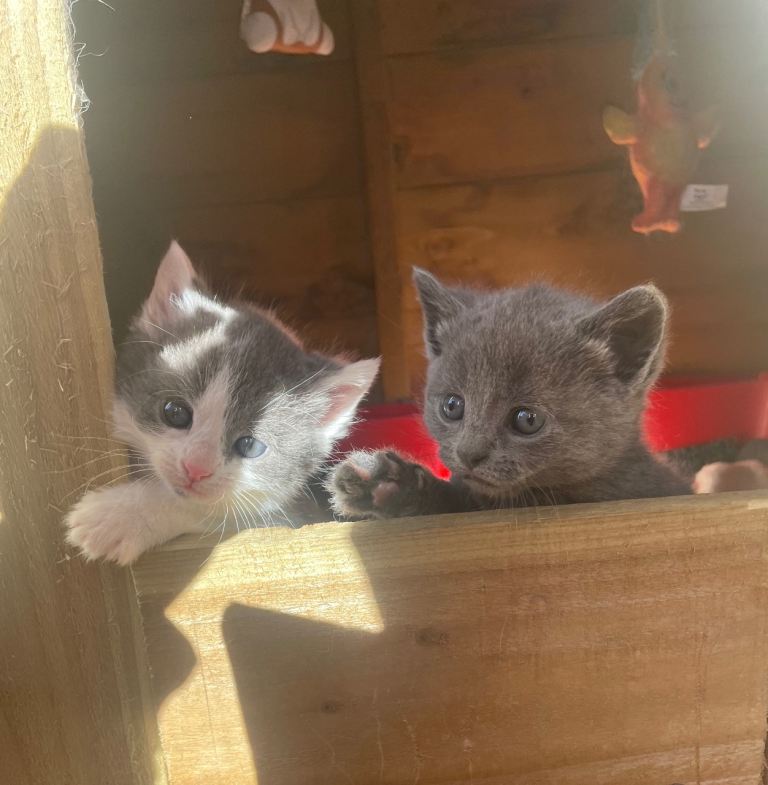 Adorable Kittens for Sale 🐾