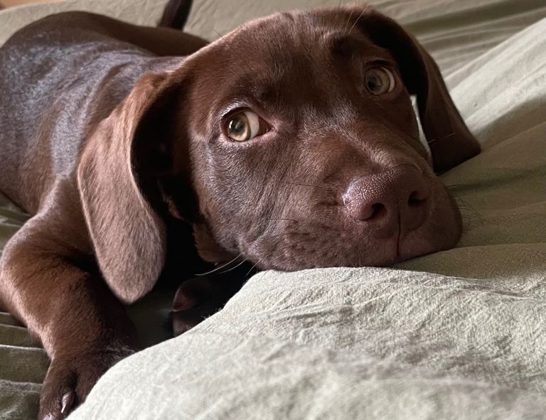 Spaniel x miniature bully 