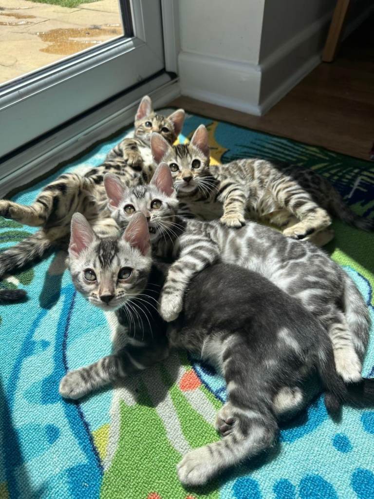Bengal kittens 
