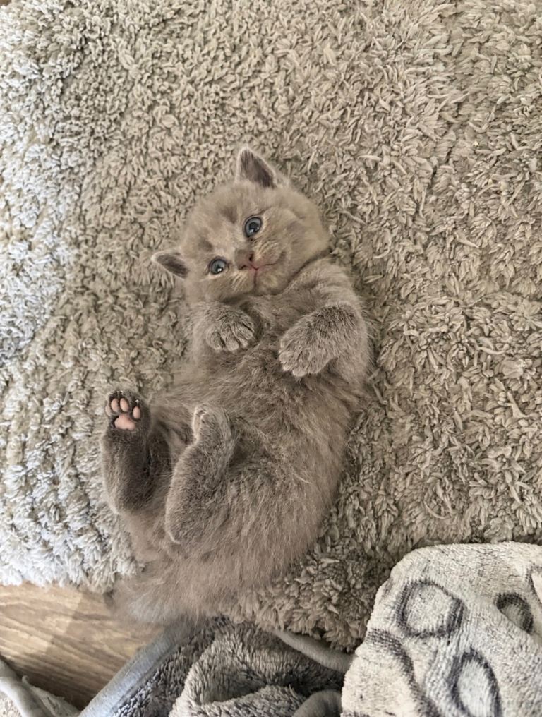 Blue British Shorthair 