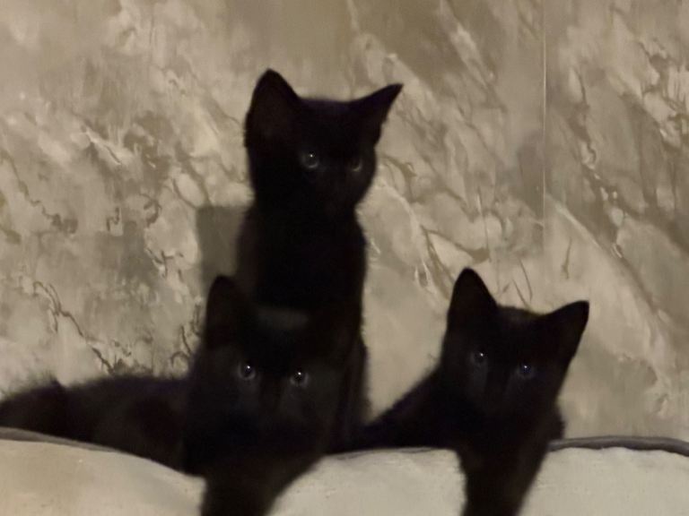Ragdoll mix kittens 