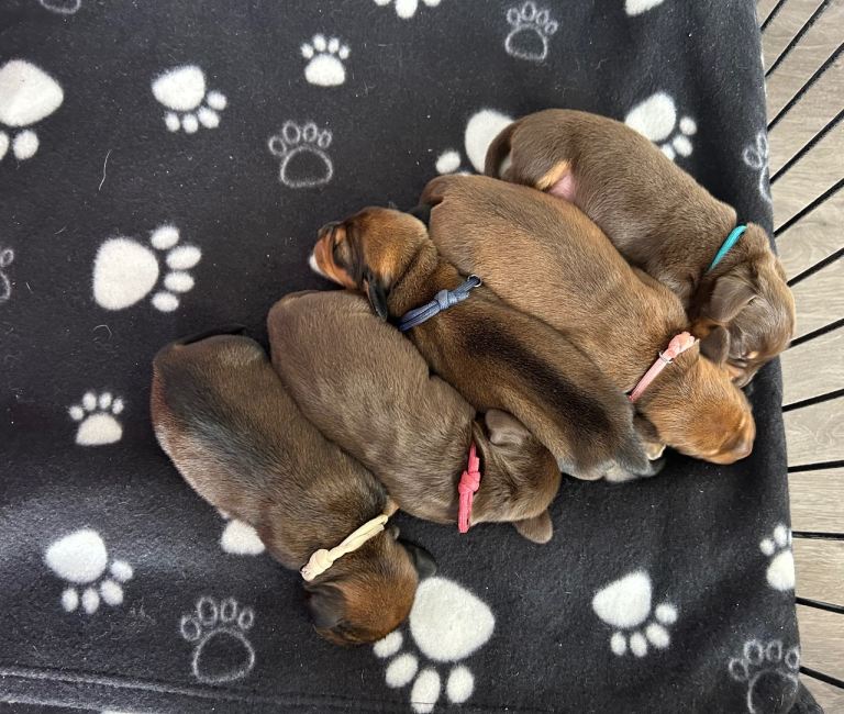 Miniature dachshund 