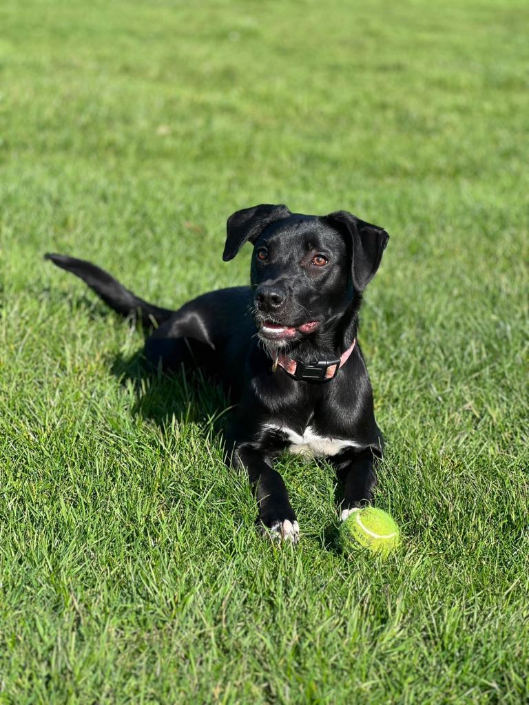 Skye, Border Collie x Mastiff