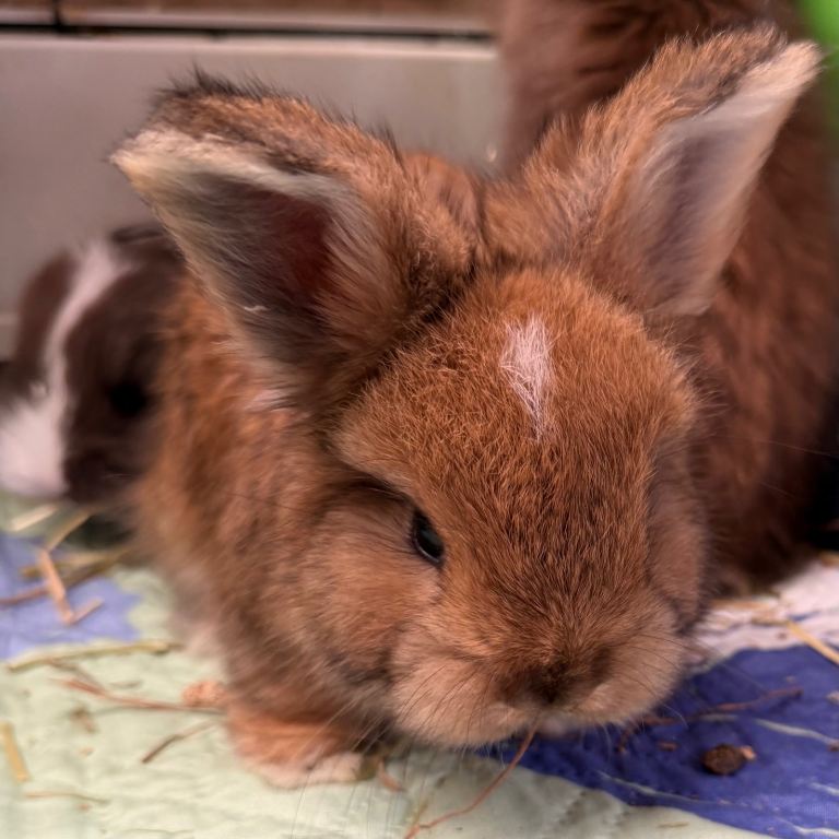 Angora full face purebred rabbit babies 🐇 