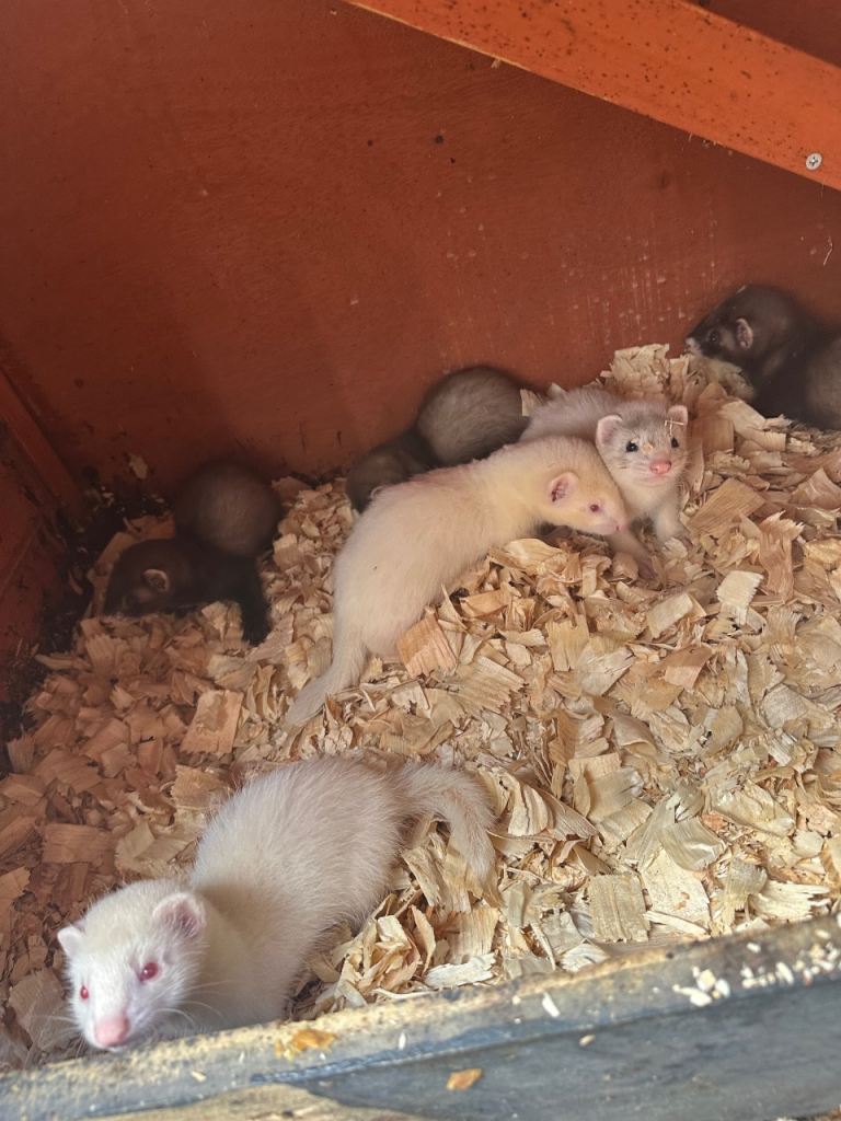 Ferret kits