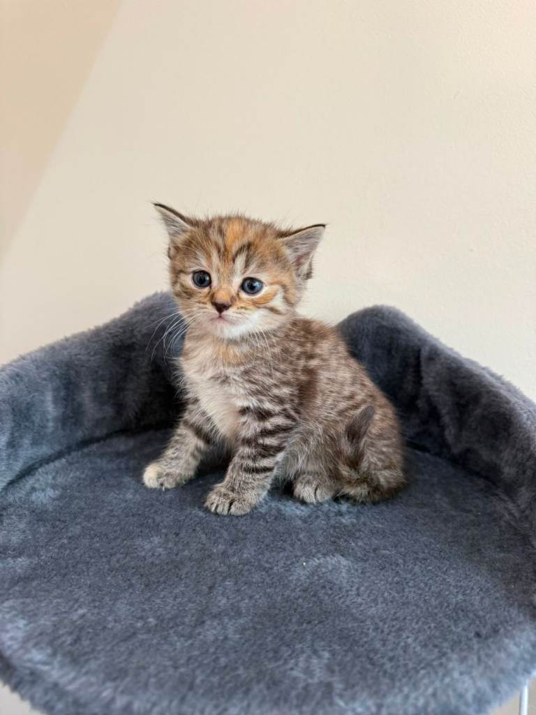 6 Beautiful Persian kittens for sale