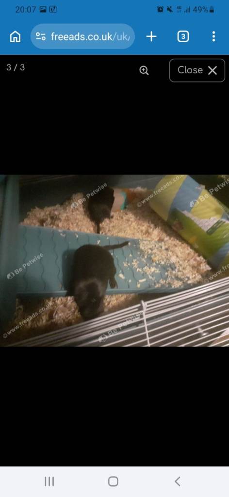 2 male gerbils 