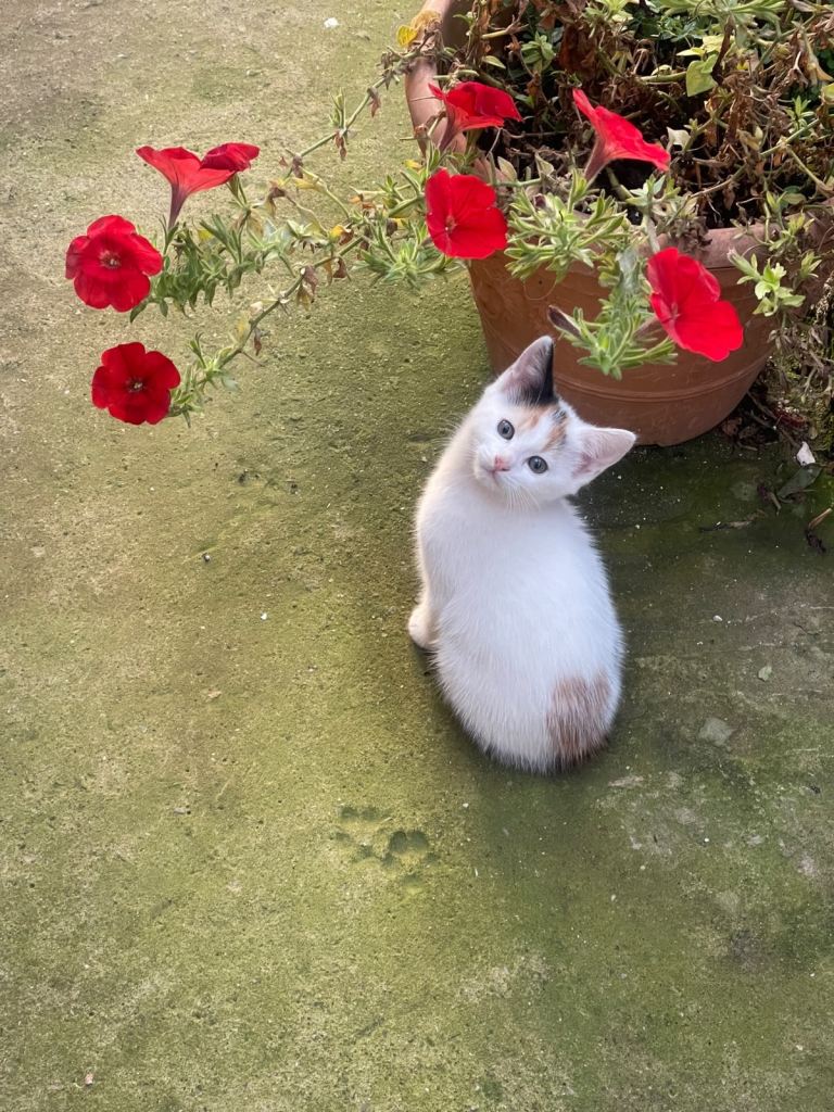 2 Cute Females Cats