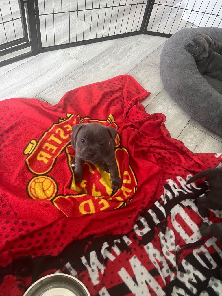 KC registered blue Staffordshire bull terriers