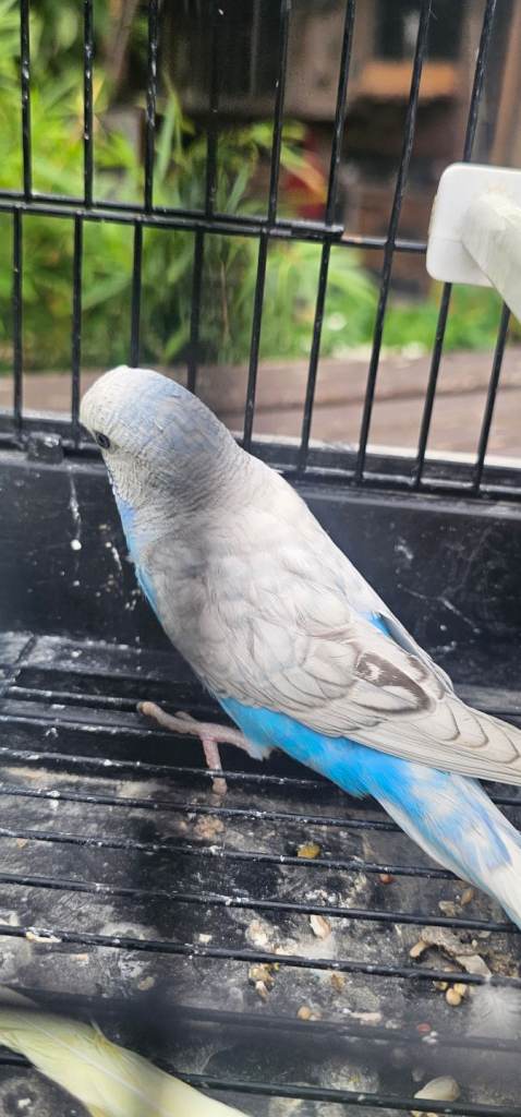 Budgerigars – Healthy Young Birds – £25 Each