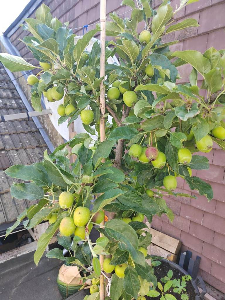 APPLE TREE. 150 CENTIMETERS HIGHT.