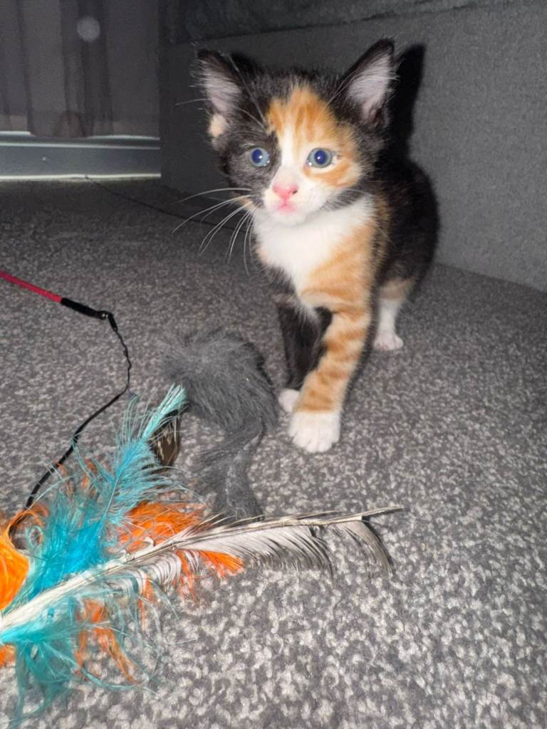 Kittens for sale
