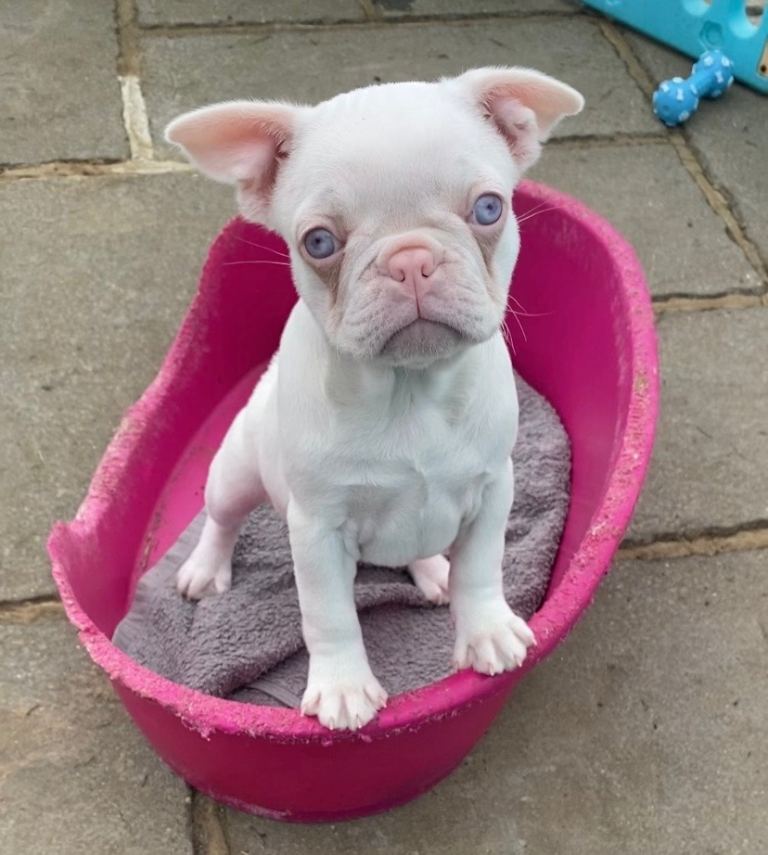 Last female KC registered French Bulldog puppy