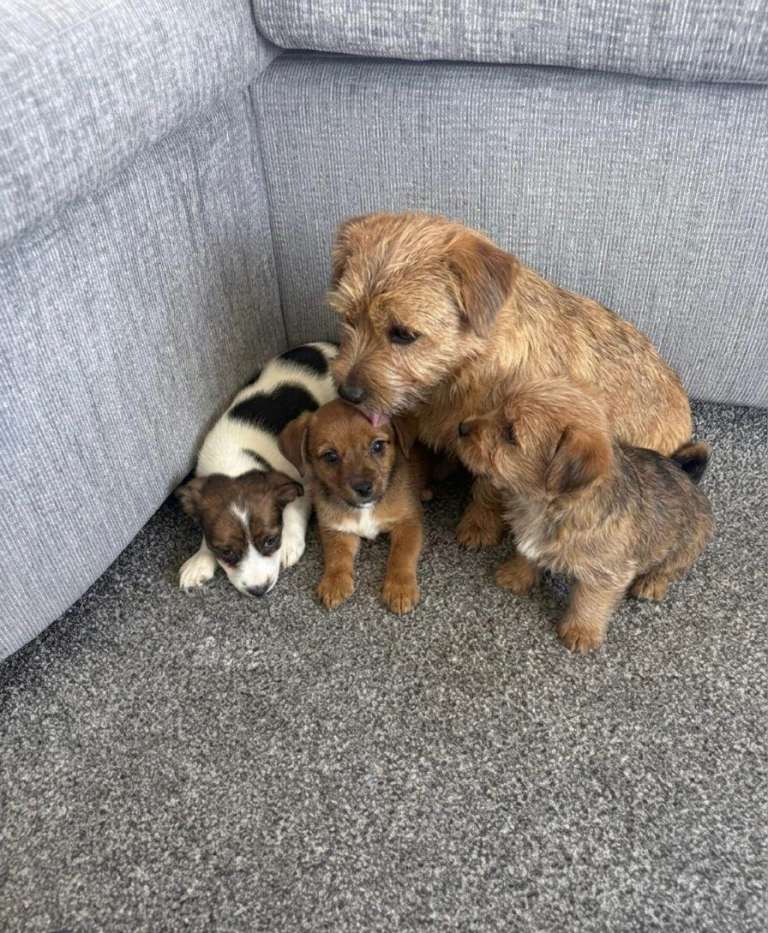 Beautiful Jack Russell puppies