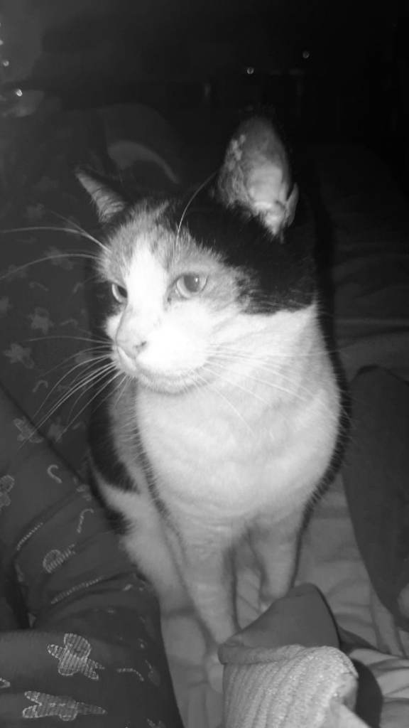 Moira 6year old female 