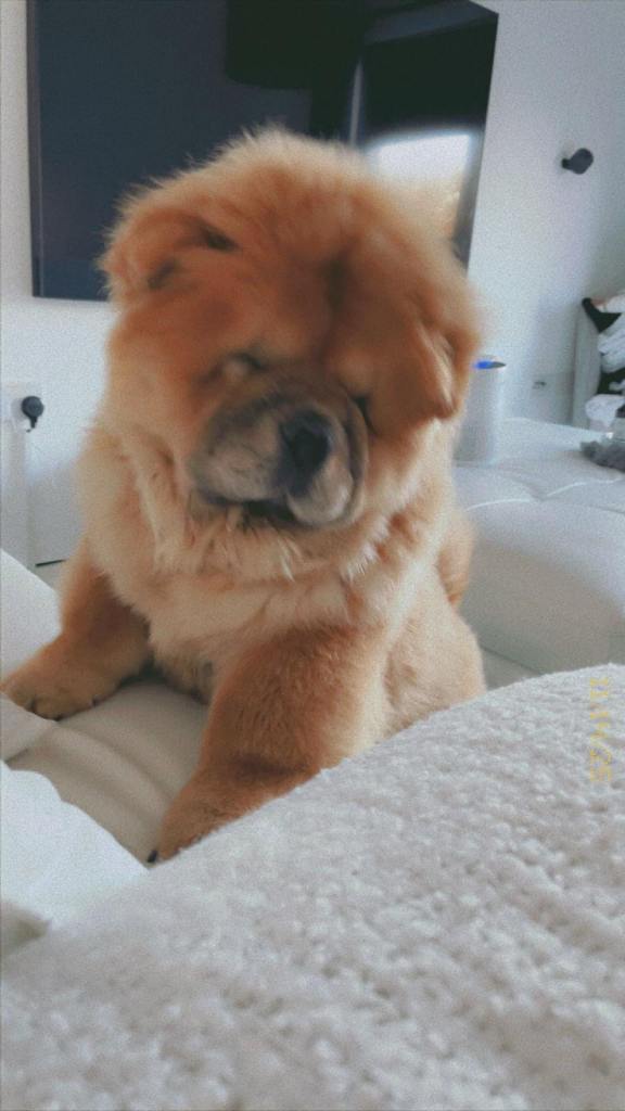 Chow chow dollar 