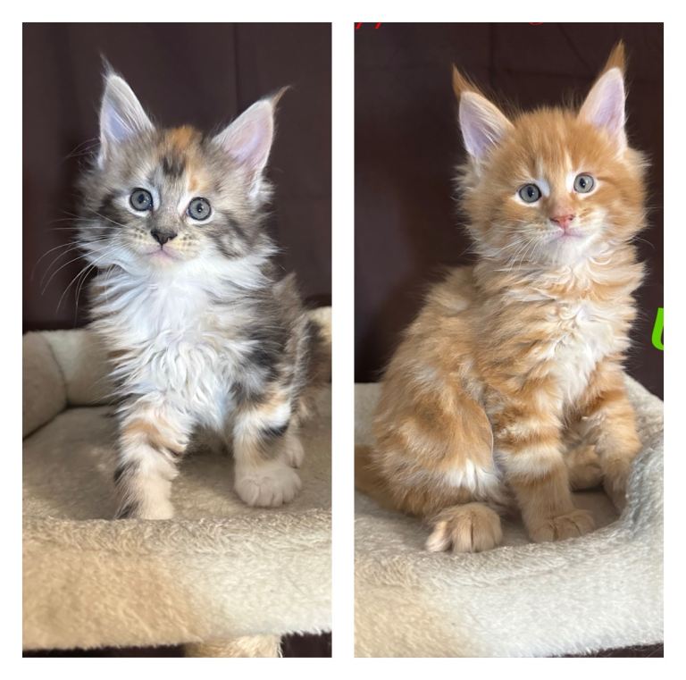 TICA Registered Full Maine Coon Kittens 