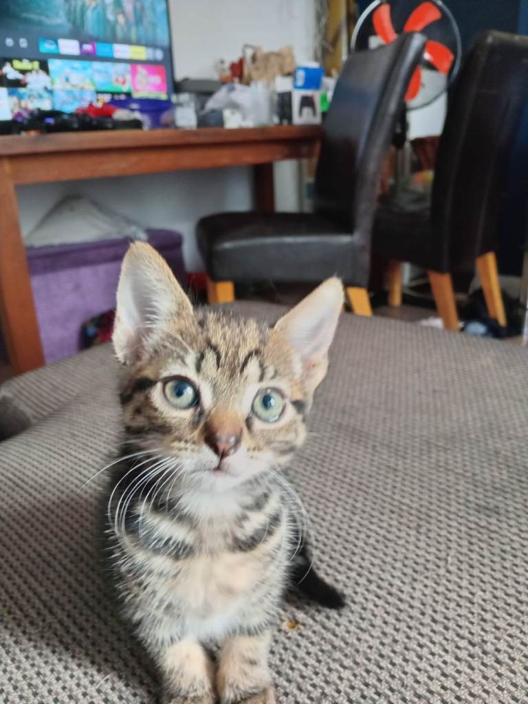 Beautiful kitte s