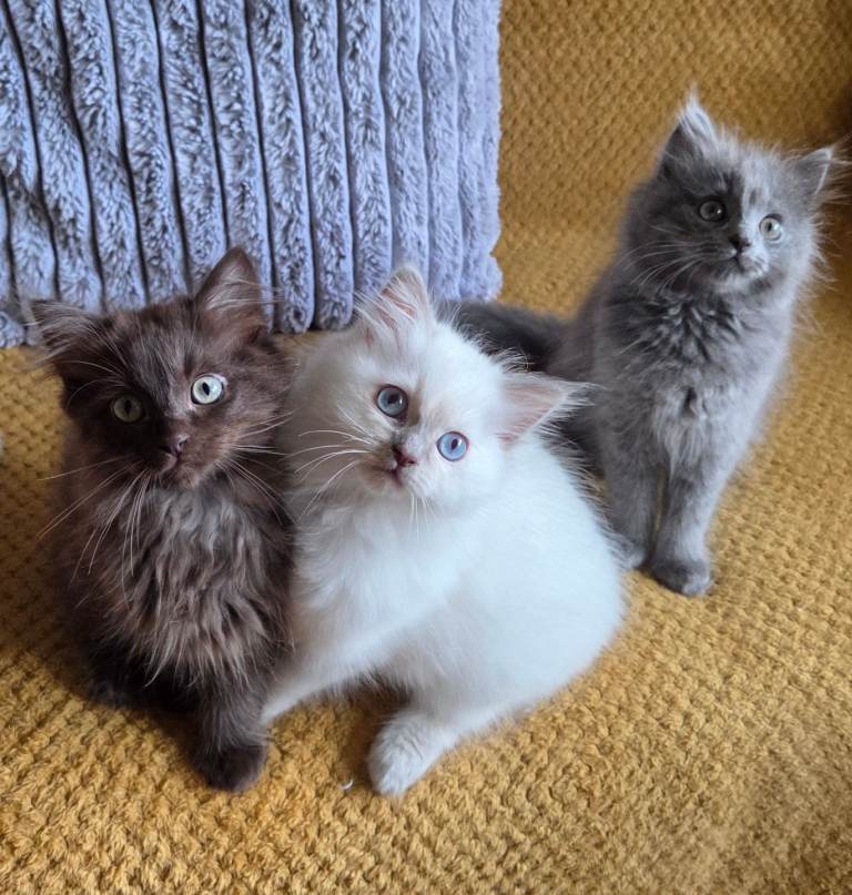 3 kittens Persian X Ragdoll 