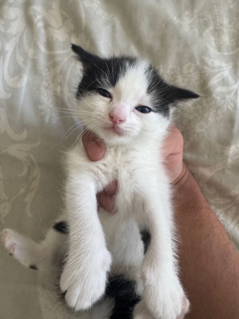Kittens for sale 