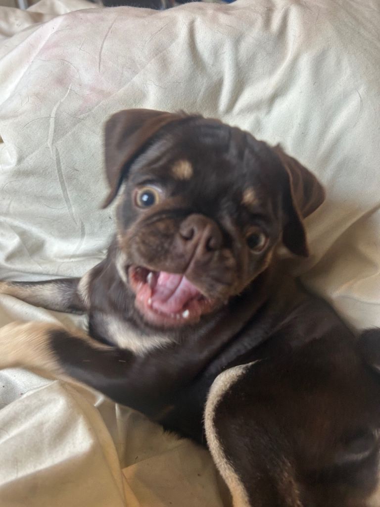 6 month old Pug mix