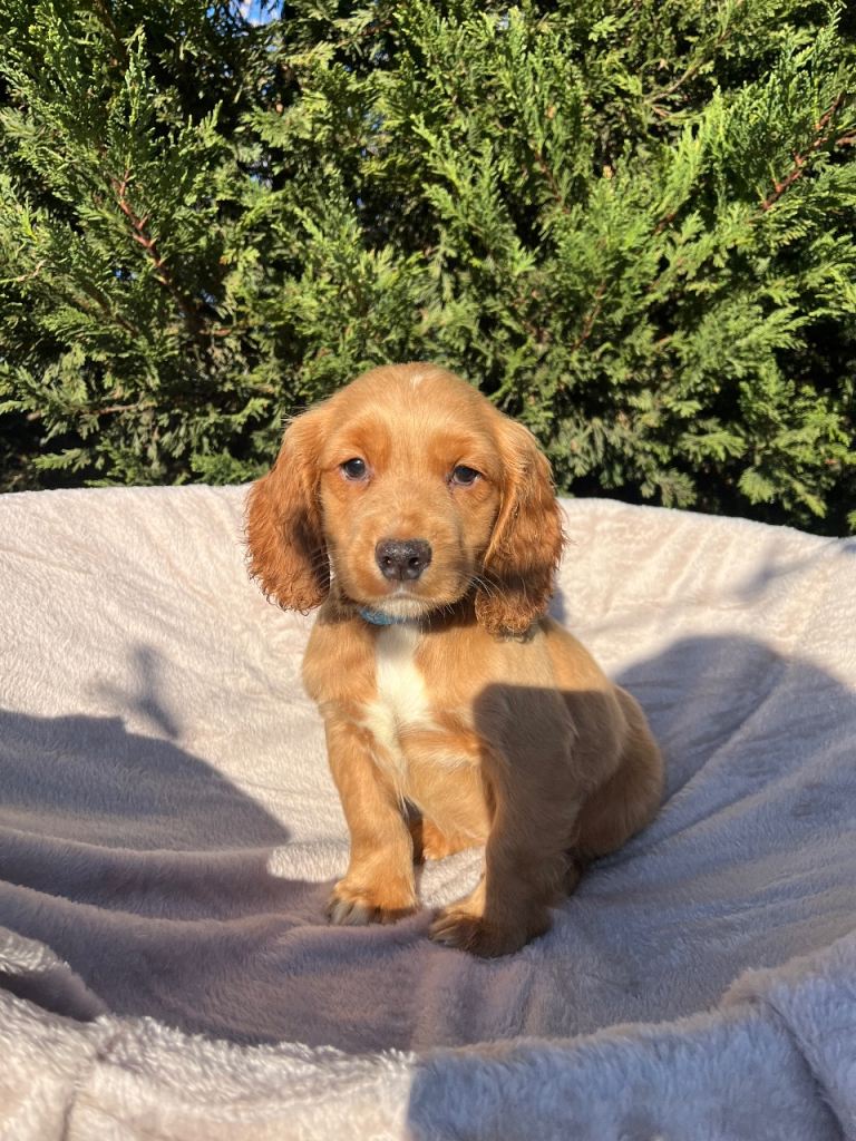 Three beautiful boy cocker spaniels remaining 